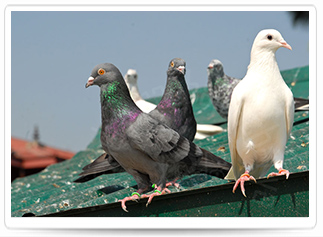 anti parasitaire eloignement Lutte contre les nuisibles